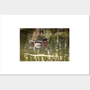 Wood Duck Posters and Art